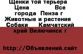 Щенки той терьера › Цена ­ 10 000 - Все города, Пенза г. Животные и растения » Собаки   . Камчатский край,Вилючинск г.